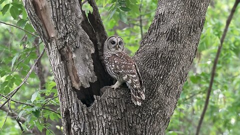 Mama Barred Owl at the Nest, Sony A1/Sony Alpha1, 4k