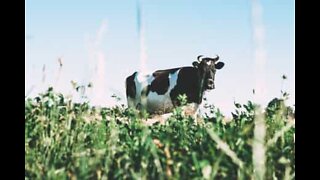 Cow flees farm for a stroll in the village