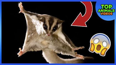 🔴 SUGAR GLIDERS | FLYING FUNNY CUTE COMPILATION 😱😂