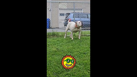 American Bulldog hybrid pedigree