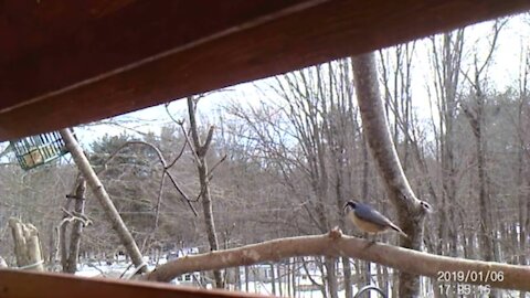 Red Breasted Nuthatch trying to hide its food in a branch