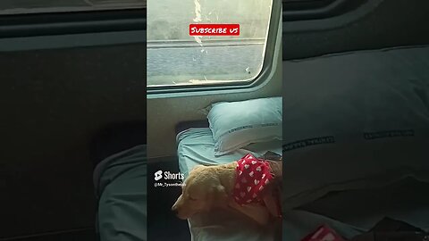 Enjoying sleep in train #shorts #dog #pets #viral