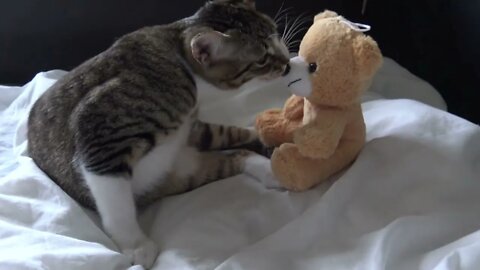 Kitten Bites the Nose of His Toy Bear