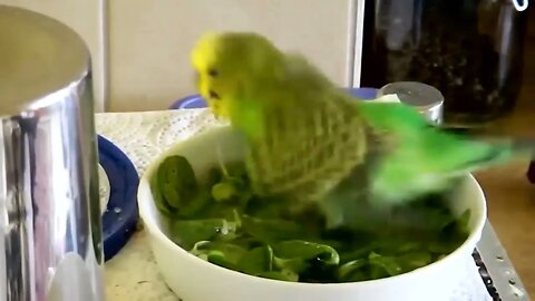 Budgies and Cockatiel Birds Playing and Feeding