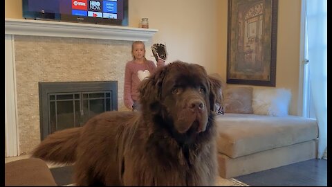 Watch out! Huge Newfoundland wants to plays catch with family