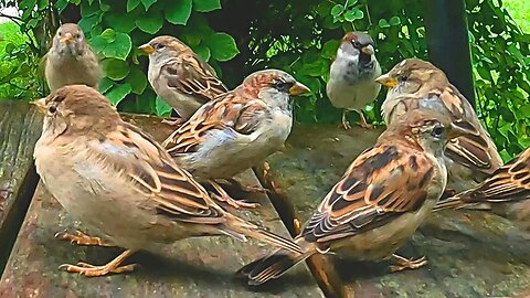 Two MORE House Sparrow Feedings on the Park Bench