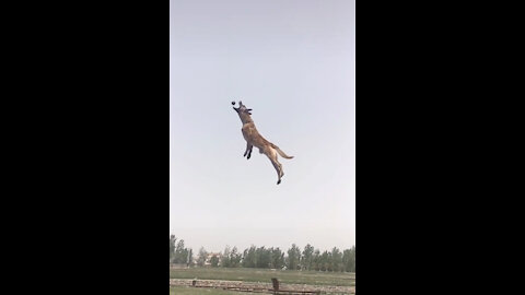 Superdog