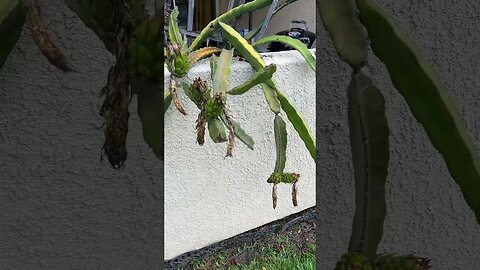 Do you like dragon fruit? #shorts #guthealth #nutrition #plantbased #health #organic #gardening #rdn