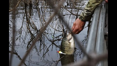 Fishing RARE Vegetation for Spawning CRAPPIE (LIVE MINNOW)