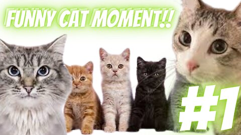 FUNNY CAT MOMENT MINDBLOWING CAT ACTIVITY