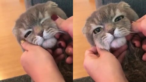 This cat's face when given a massage is priceless.