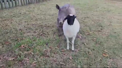 Baby rhino and sheep are fast becoming best friends