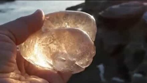 Woman finds bizarre moon snail egg