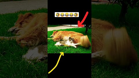 omg 🤣 cat vs dog | ua58sb #animals #shorts #funnyanimals #catvsdog