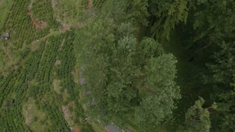 Over the trees Pine Aerial View Of Tea Estate Drone Footage - Footage House