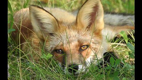 poor gopher. The fox ate it (36 seconds)