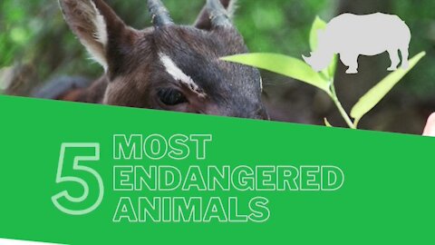 5 Most Endangered Animals | Going Extinct