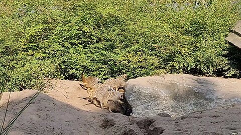 MEERCATS STOKSTAARTJES. BEEKSE BERGEN