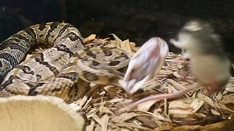 Highly Venomous Rattlesnake INJECTS The Sauce!