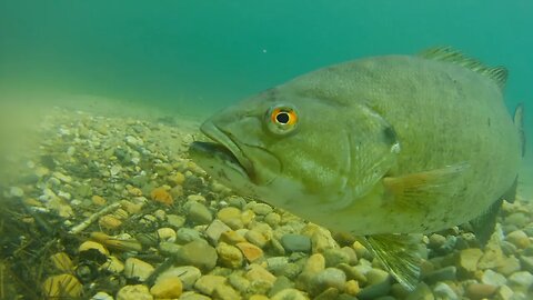 Bedded Bass wont Bite