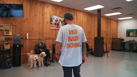 dog training video