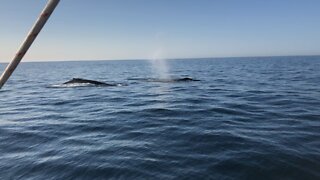 Sailing with whales