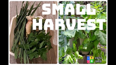 SMALL GARDEN HARVEST||HEAT DAMAGE