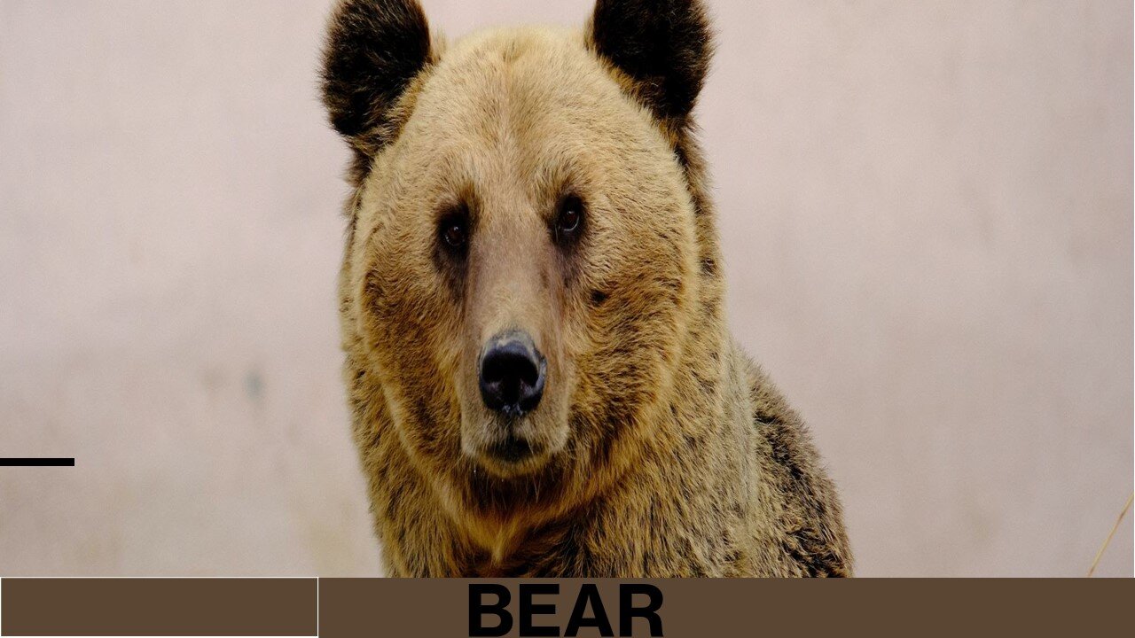 The Bear's Adventure