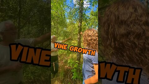 FEEDING The VINES! #homesteader #foodforest #garden #homestead #permaculture #vines #farming #farmer