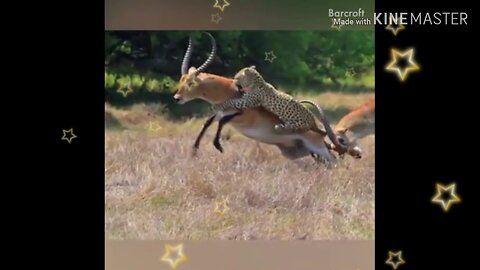 Most viral videos wild animals hunting 2019