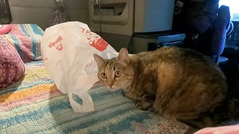 Dinner a bag and the rain.