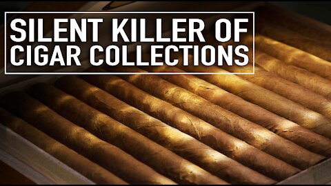 The Silent Killer of Cigar Collections