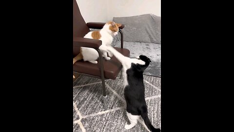 the_cat_fight_Original_sonud_perfect_🤣🤣🤣