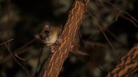 Edible dormouse on a branch defecating night time glis glis wild life animal France