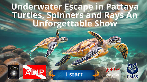 Underwater Escape in Pattaya, Turtles, Spinners and Rays, An Unforgettable Show!