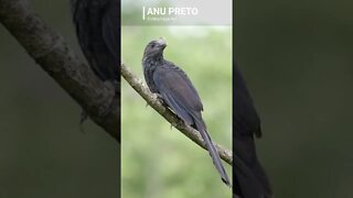 Canto do ANU PRETO [Crotophaga ani] #shorts