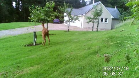 Poor little apple tree...