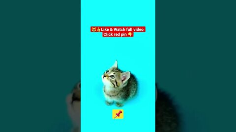 cute cat videos 😹funny videos 😂1318😻#shorts #catvideos #funnycatsvideos @🏝 تفكر في خلق الله ﷻ 🏝