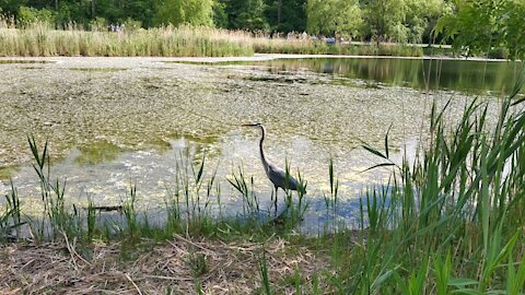 Beautiful 😍 heron