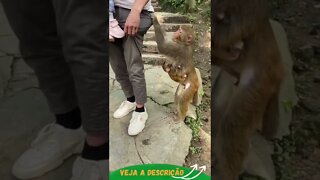 MACAQUINHO TENTA PEGAR COISAS DO BOLSO DO TURISTA #shorts #animals #planetaanimalshorts