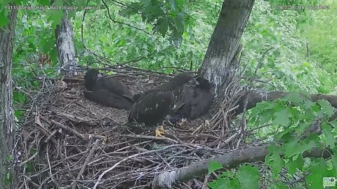 Hays Bald Eagles H16 Takes Out the Trash 2022 05 18 1809