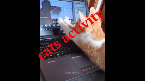 Cat activity