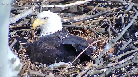 USS Eagles - Dad incubating egg close-up view