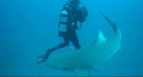 Lemon Sharks 🦈😱😱😱