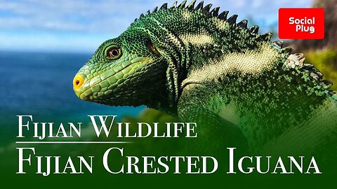 Fijian Wildlife - The Fijian Crested Iguana