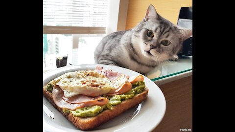 Good morning everyone and bon appetit. // Breakfast of cats/dogs