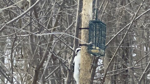 Hairy Wood Pecker