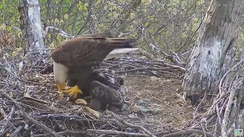 Hays Bald Eagles Mom feeds H17 H16 H18 does Quarterback Sneak to eat 2022 04 29 18 48 44 830