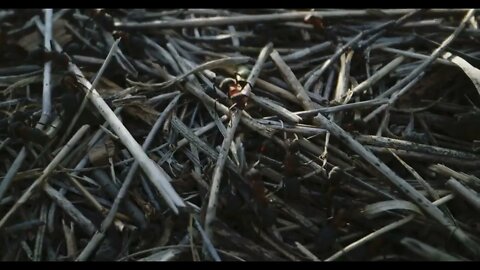 Close up shot of ants crawling on grass and arranging dry plants