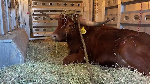 Loose Bull Seen Running On New Jersey Tracks Is Saved From Slaughterhouse